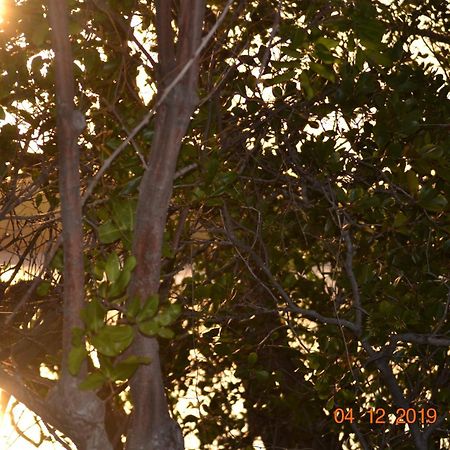 Calico Court Motel Tweed Heads Dış mekan fotoğraf